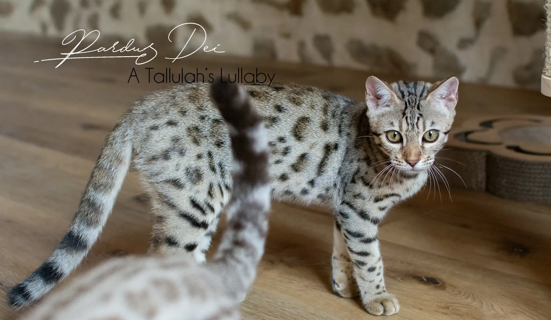 Chat Bengal